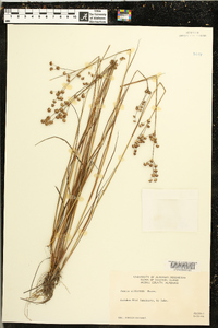 Juncus elliottii image