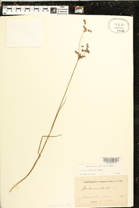 Juncus elliottii image