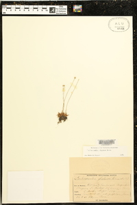 Lachnocaulon digynum image