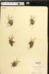 Lachnocaulon anceps image