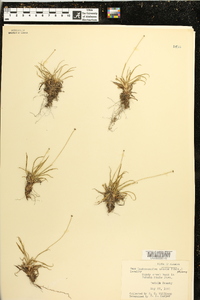 Lachnocaulon anceps image