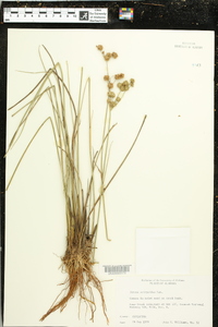 Juncus scirpoides image