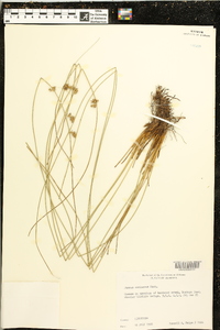 Juncus coriaceus image