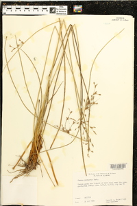 Juncus coriaceus image