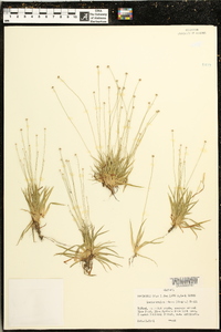 Lachnocaulon minus image
