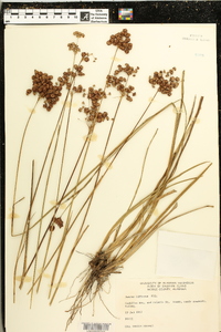 Juncus biflorus image