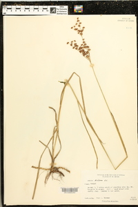 Juncus biflorus image
