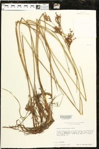 Juncus trigonocarpus image