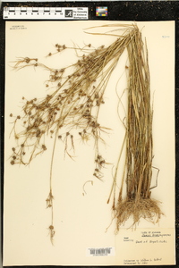 Juncus brachycarpus image