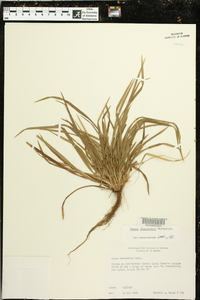 Carex abscondita image