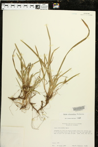 Carex abscondita image