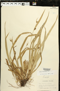 Carex abscondita image