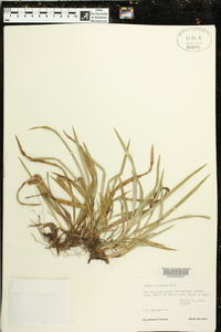 Carex abscondita image