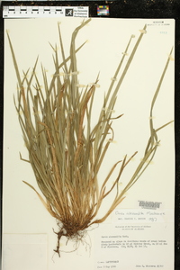 Carex abscondita image