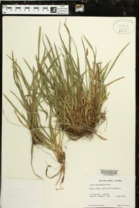 Carex abscondita image