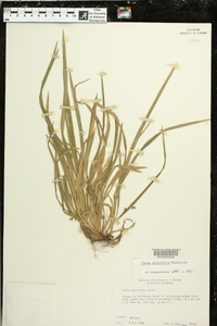 Carex abscondita image