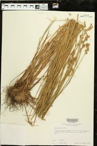 Carex alata image