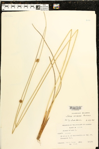 Juncus coriaceus image