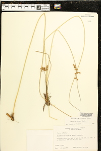 Juncus coriaceus image