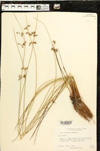 Juncus coriaceus image