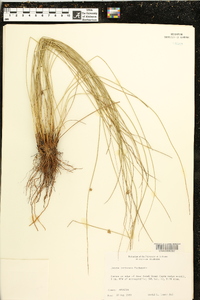 Juncus coriaceus image