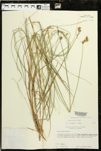 Carex alata image