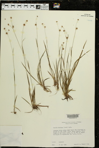 Luzula bulbosa image