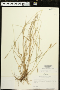 Carex albolutescens image