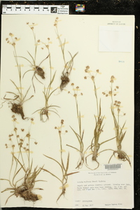 Luzula bulbosa image