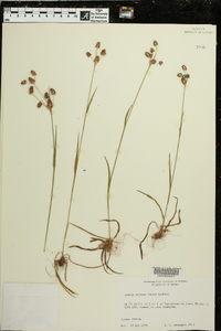 Luzula bulbosa image