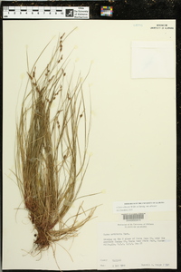 Carex albicans var. albicans image