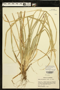 Carex baltzellii image