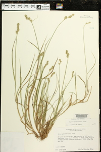 Carex albolutescens image