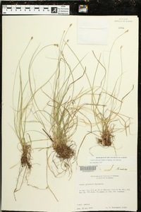 Carex albicans var. albicans image