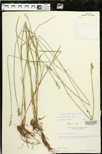 Carex albolutescens image