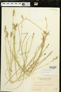 Carex albolutescens image