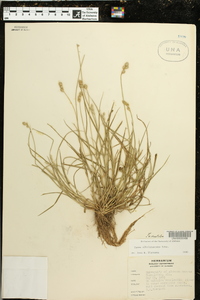 Carex albolutescens image