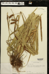 Carex comosa image