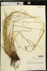 Carex cherokeensis image