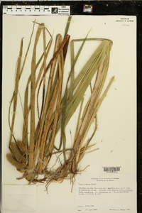 Carex comosa image