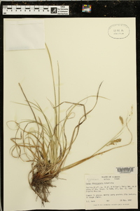 Carex cherokeensis image