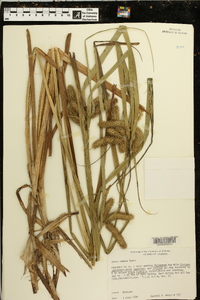 Carex comosa image