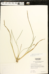 Xyris difformis var. difformis image