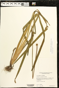 Xyris laxifolia image