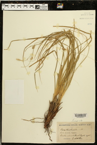 Carex cherokeensis image