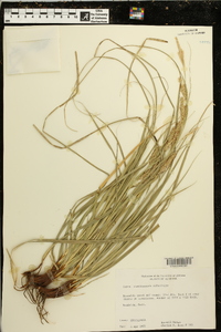 Carex cherokeensis image