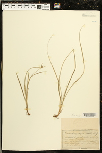 Carex dasycarpa image