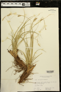 Carex cherokeensis image