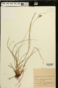 Carex caroliniana image