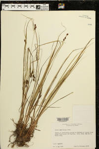 Carex caroliniana image